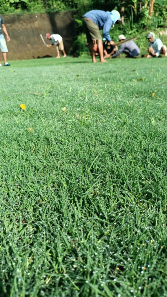 Rumput Bermuda Swiss Malang