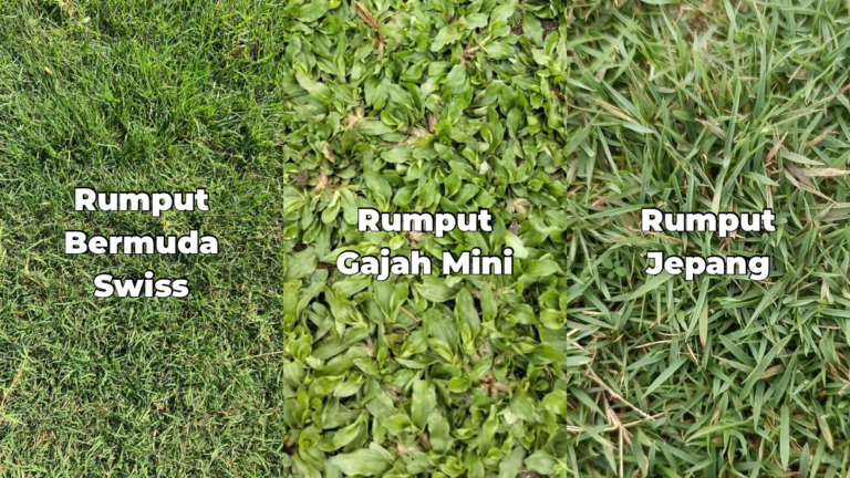 Rumput Gajah Mini Rumput Bermuda Swiss Rumput Jepang