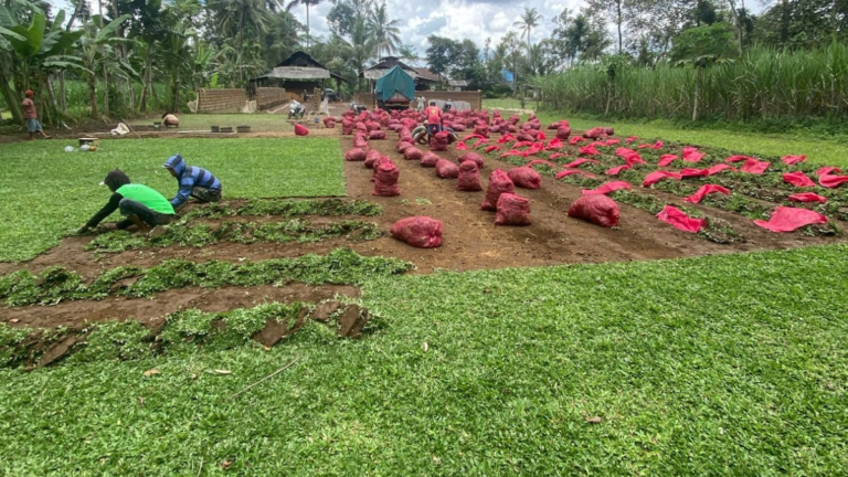 Jual Rumput Gajah Mini Malang Murah