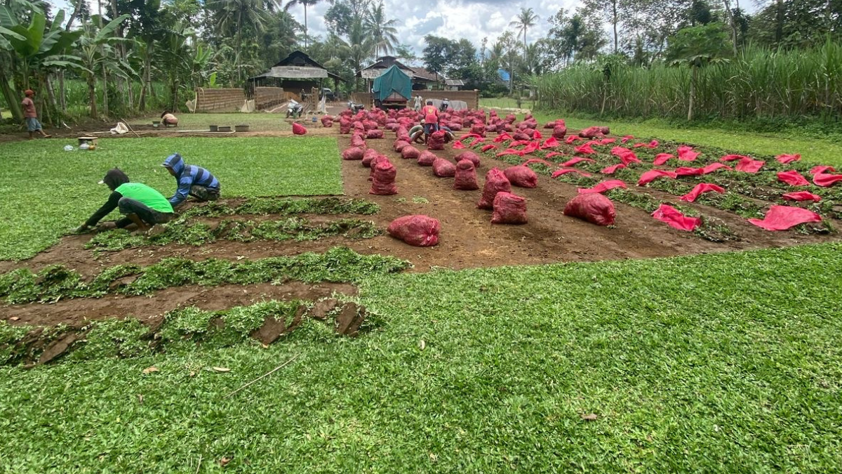 Jual Rumput Gajah Mini Malang Murah