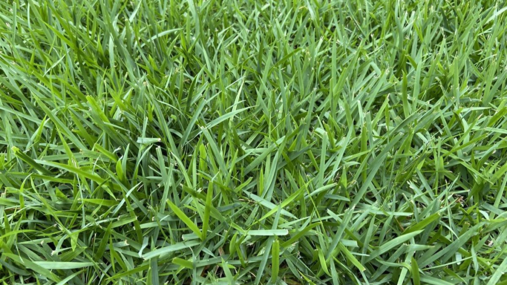 Perbandingan Rumput Asli VS Rumput Sintetis