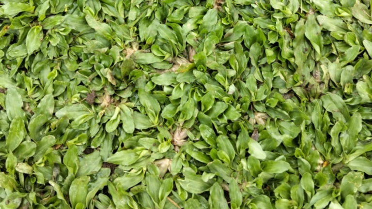 Spplier Rumput Gajah Mini Surabaya