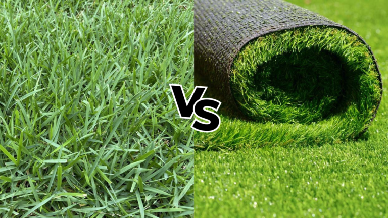 Perbandingan Rumput Asli VS Rumput Sintetis