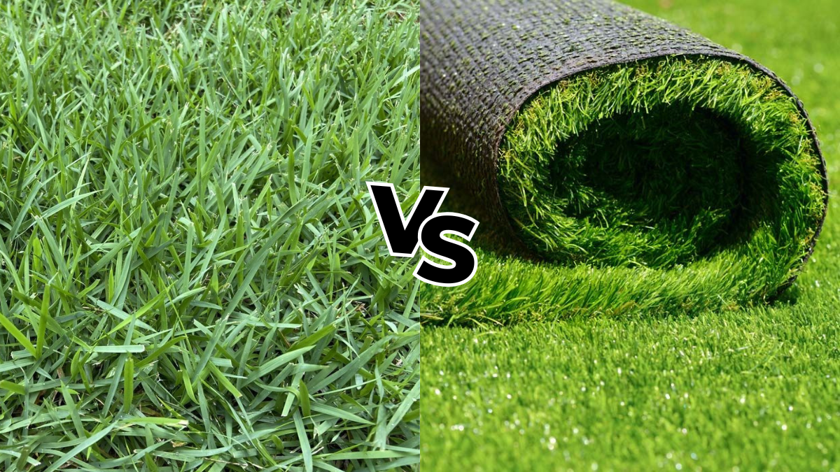 Perbandingan Rumput Asli VS Rumput Sintetis