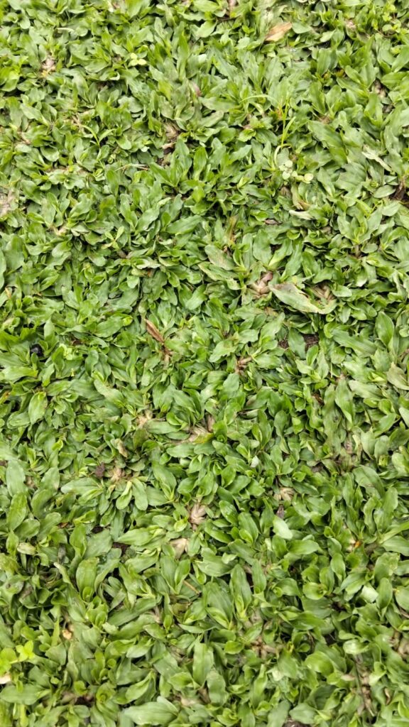 Rumput Gajah Mini