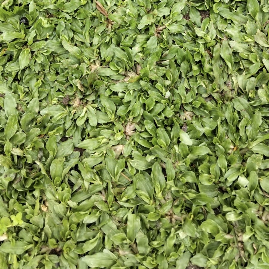 Rumput Gajah Mini Malang