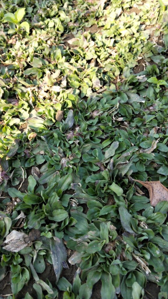 Rumput Gajah Mini