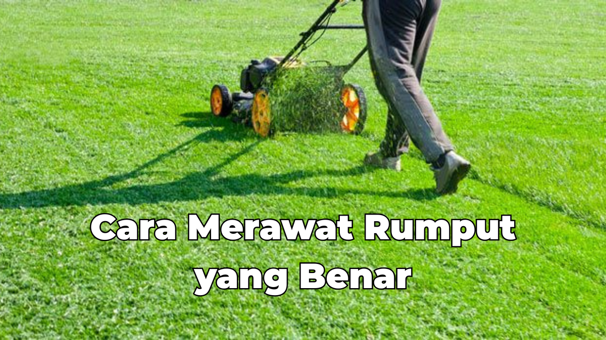 Cara Merawat Rumput yang Benar