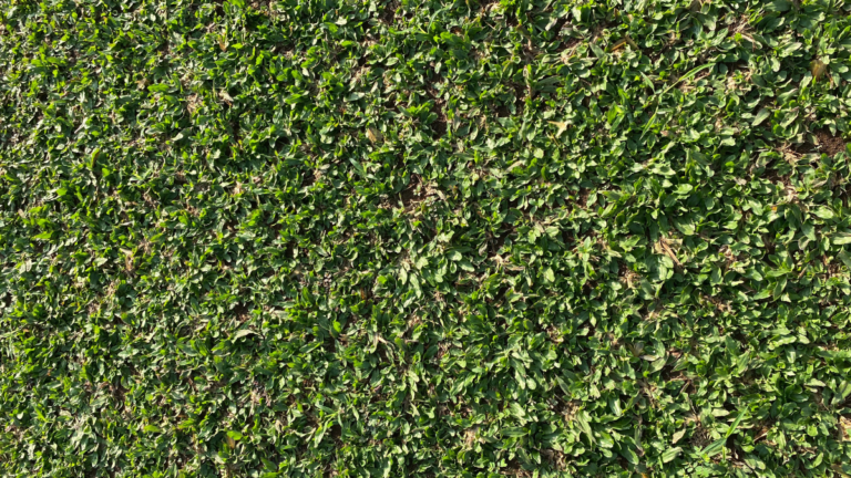 Harga Rumput Gajah Mini Kediri Murah