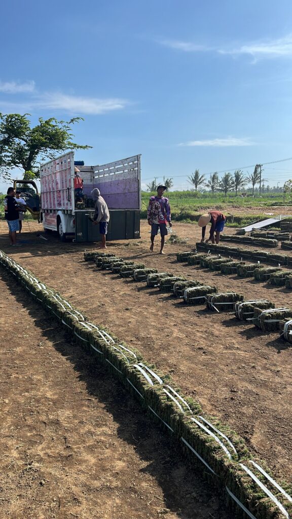 supplier rumput zoysia matrella kota madiun