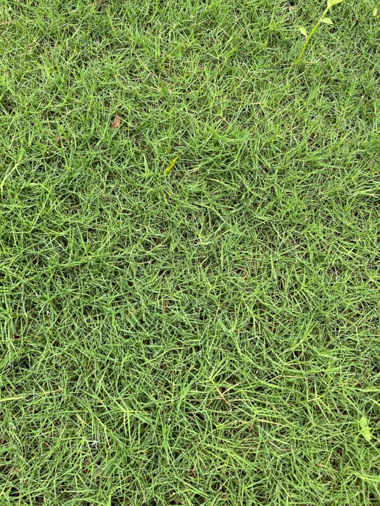 supplier rumput taman kota kediri