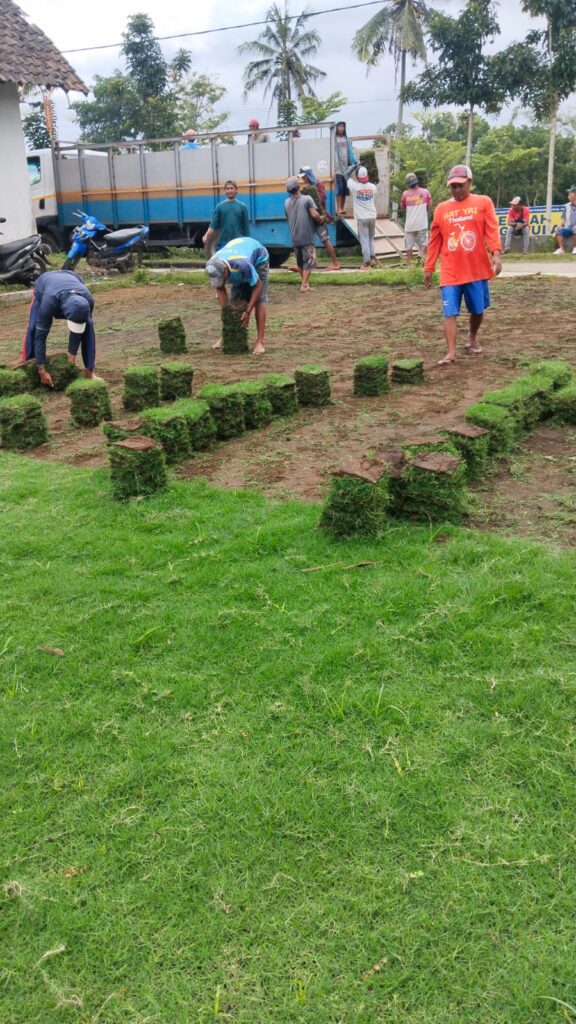 jual rumput zoysia matrella kota madiun
