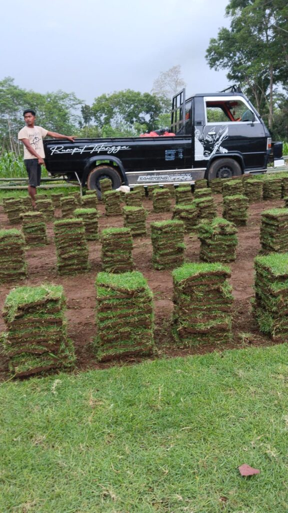 harga rumput zoysia matrella kota madiun