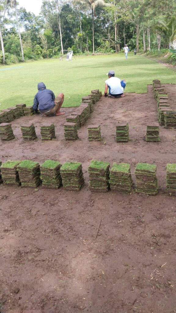 supplier rumput taman probolinggo