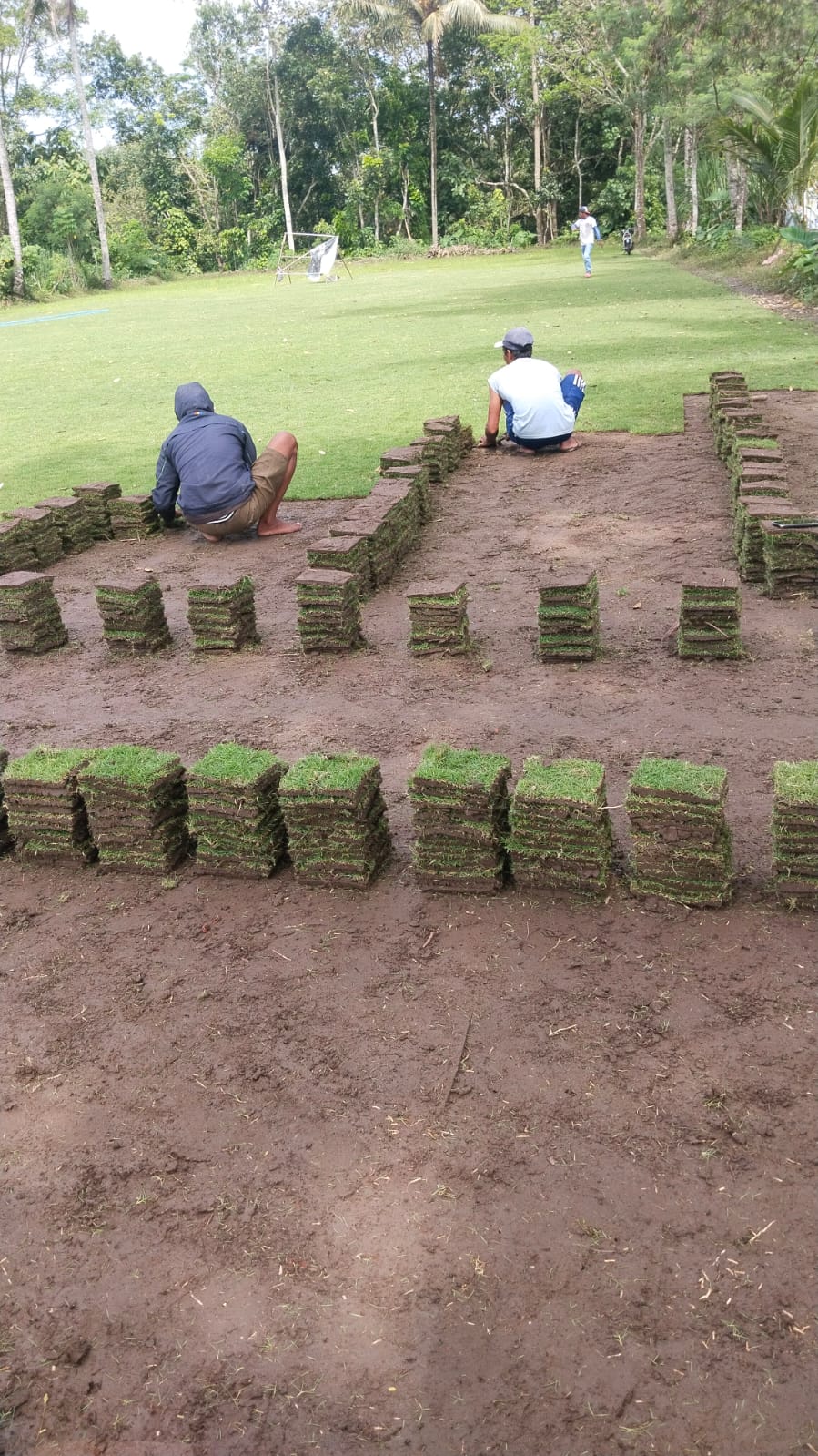 harga rumput zoysia matrella sampang