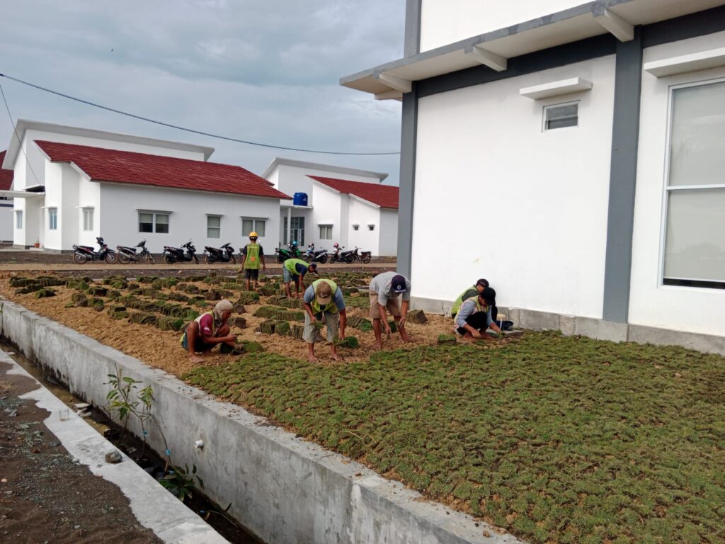 proses pemasangan rumput untuk taman