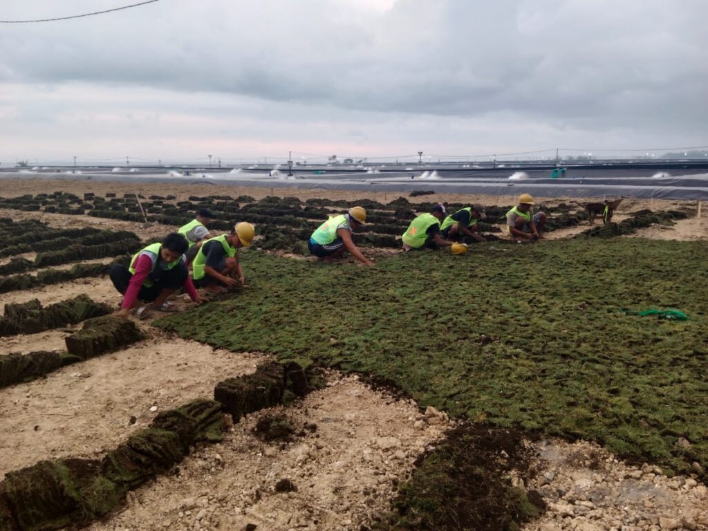 proses tanam rumput taman