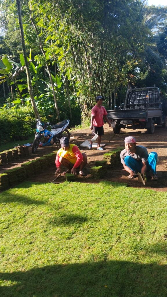 proses panen rumput
