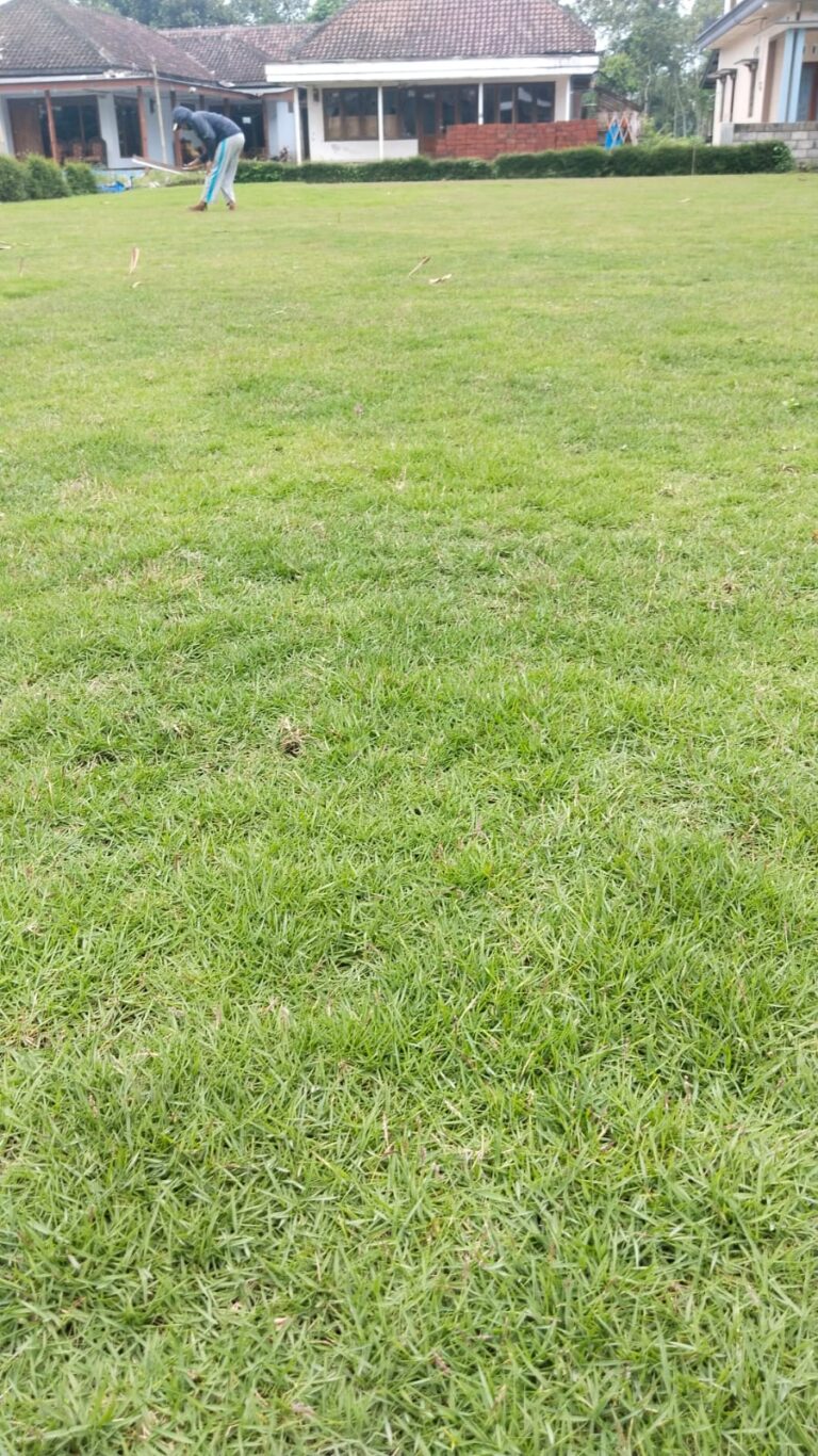 harga rumput zoysia kota malang