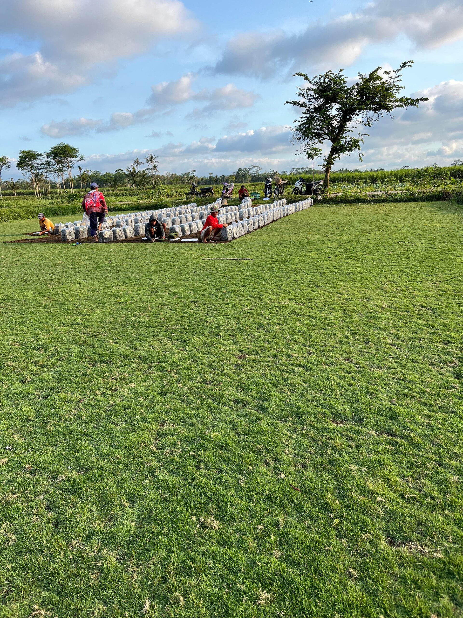jual rumput zoysia matrella demak