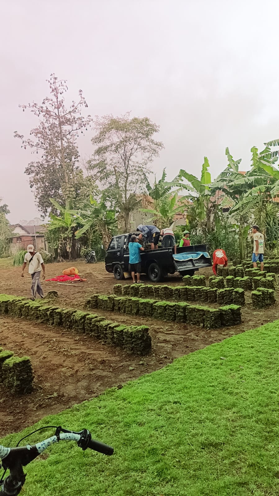 jual rumput zoysia matrella rembang