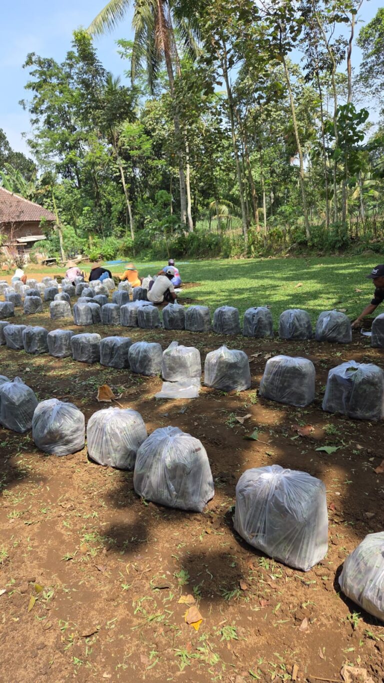 jual rumput zoysia matrella kota magelang