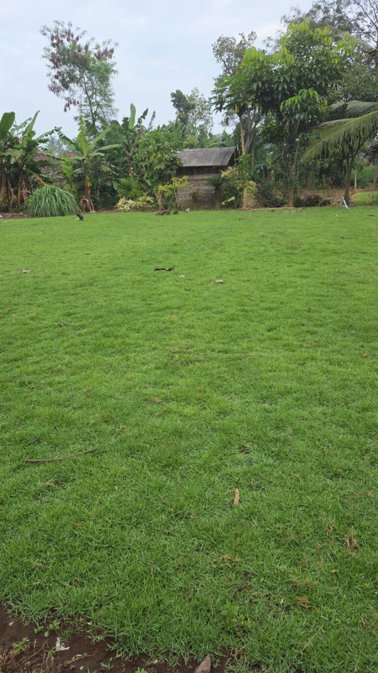 jual rumput zoysia matrella wonogiri