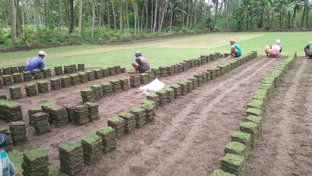 jual rumput jember