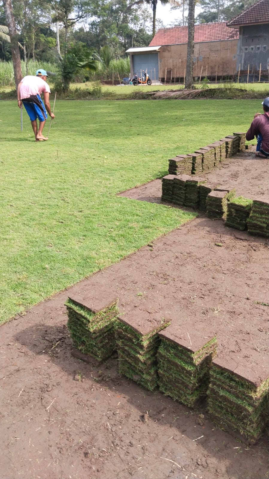 jual rumput zoysia matrella magelang