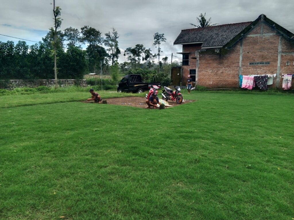 jual rumput zoysia matrella sragen