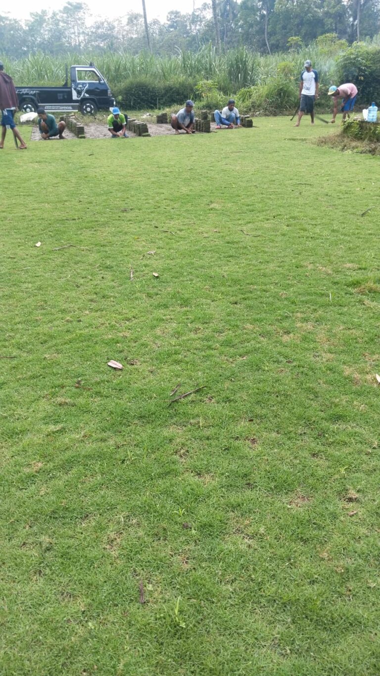 jual rumput zoysia semarang