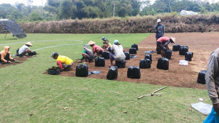 supplier rumput zoysia matrella banjarnegara