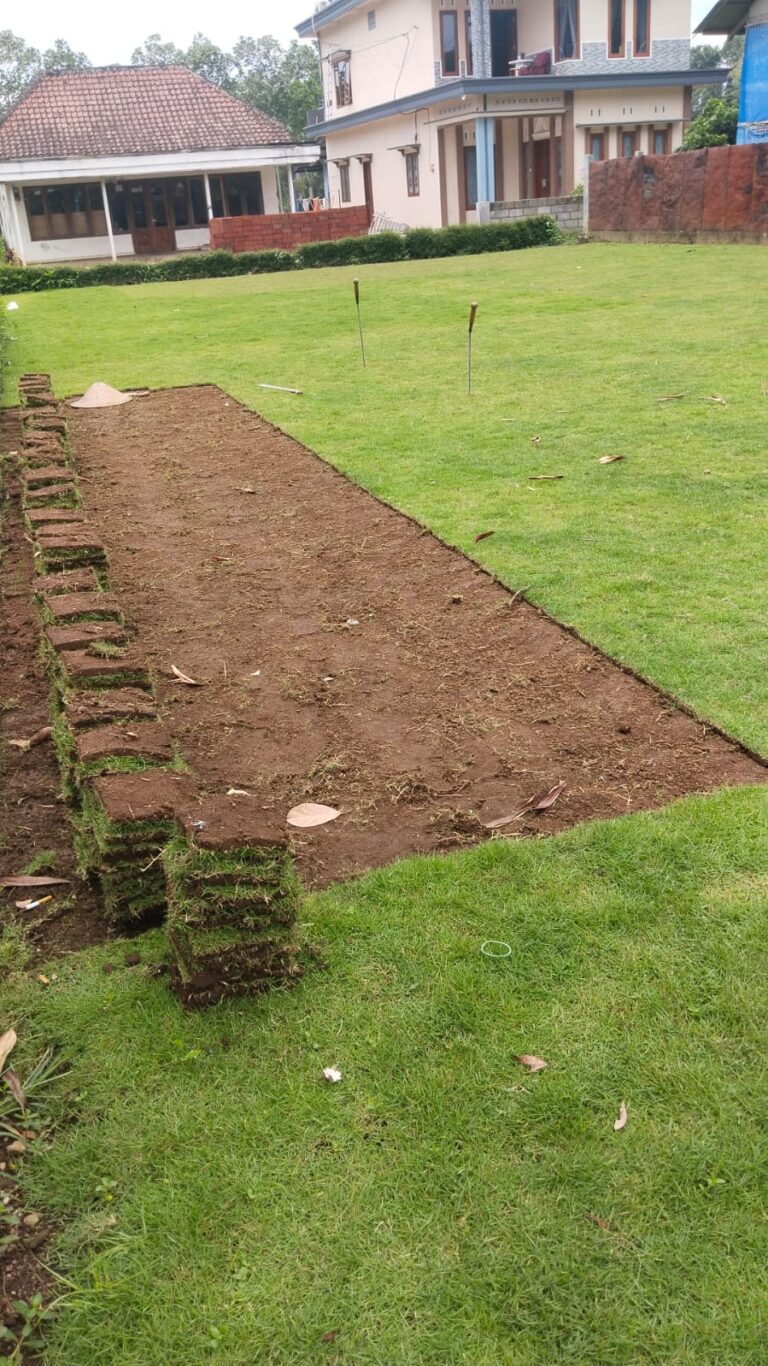 jual rumput zoysia matrella bondowoso