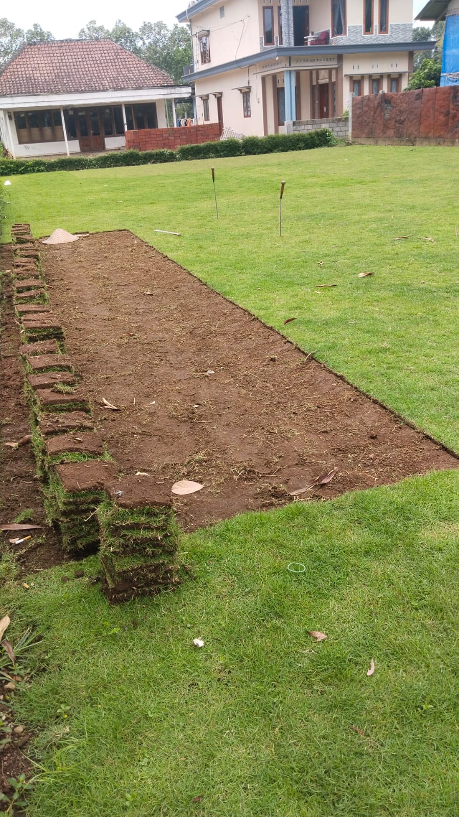 jual rumput zoysia matrella bondowoso