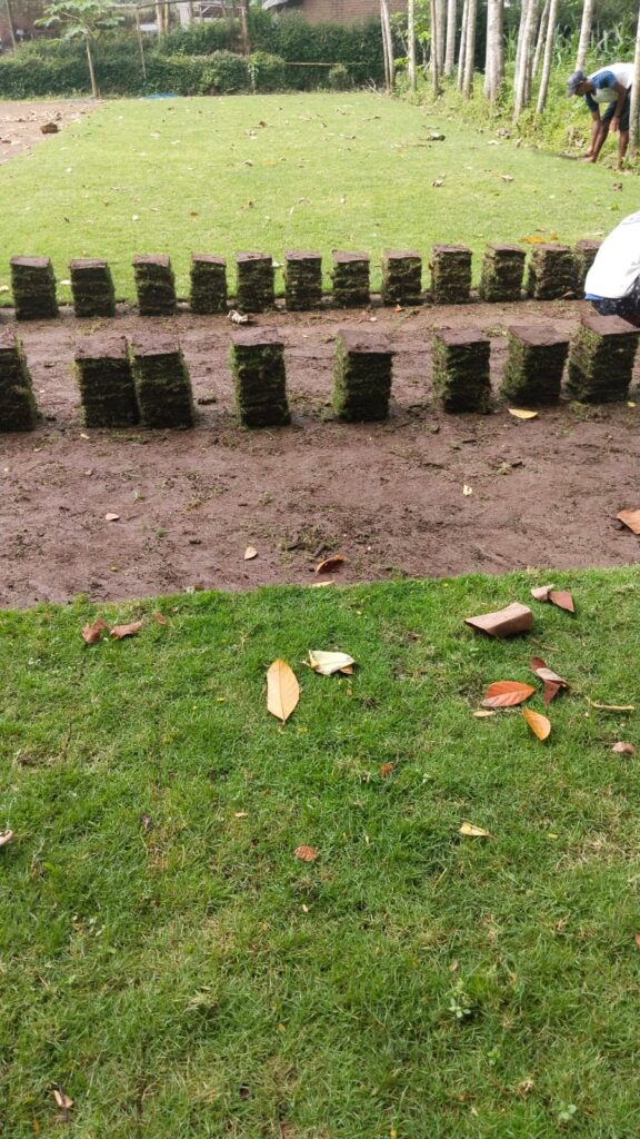 harga rumput zoysia matrella tegal