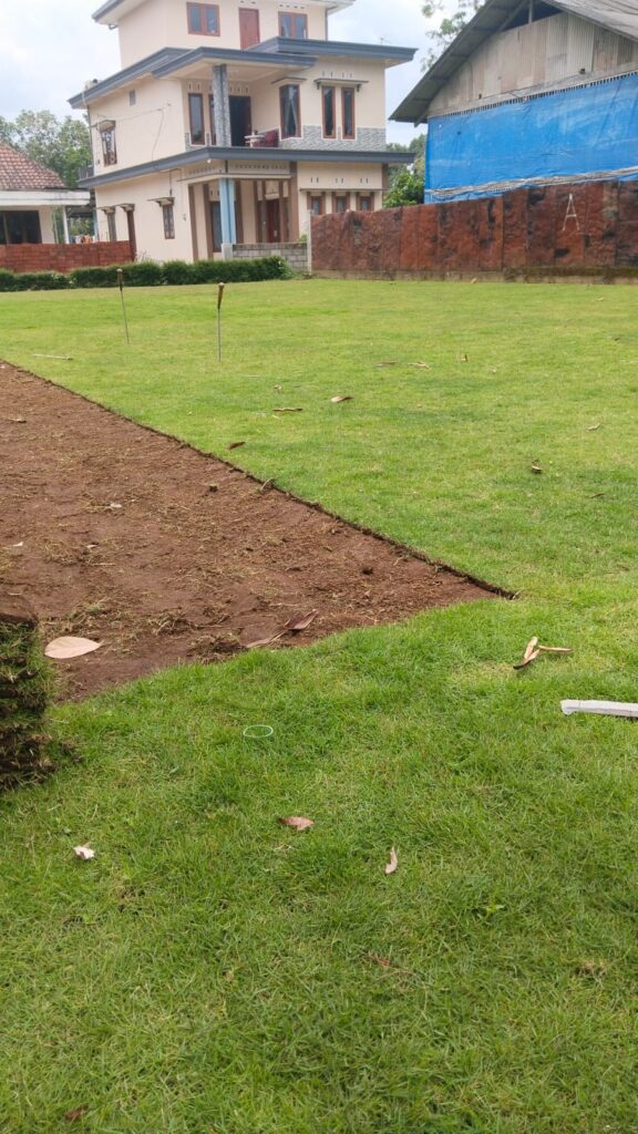 supplier rumput zoysia pati