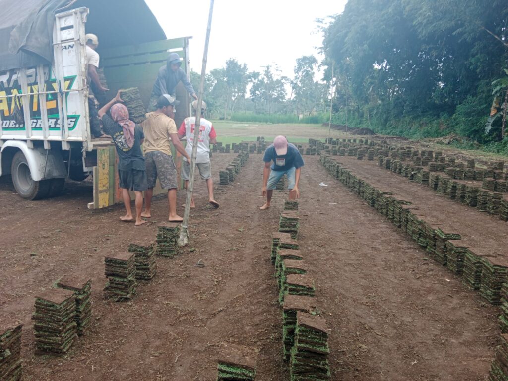 jual rumput zoysia matrella tegal