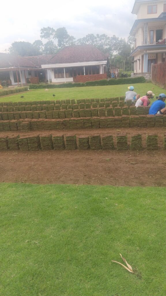 harga rumput zoysia bojonegoro