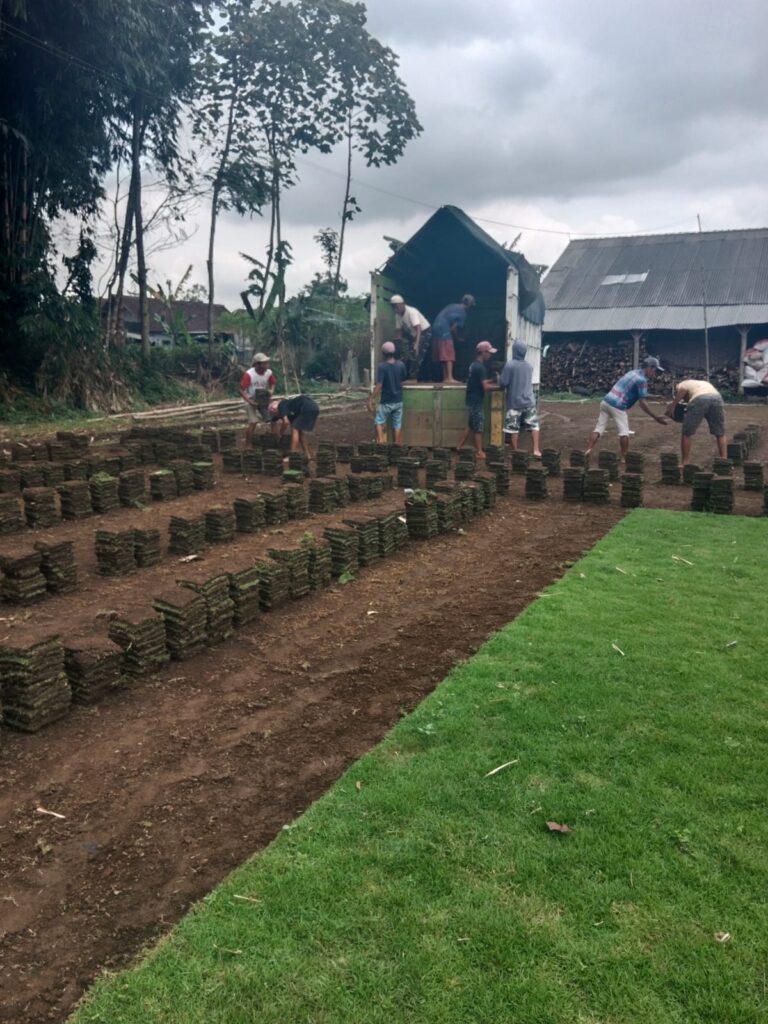 supplier rumput taman bangkalan