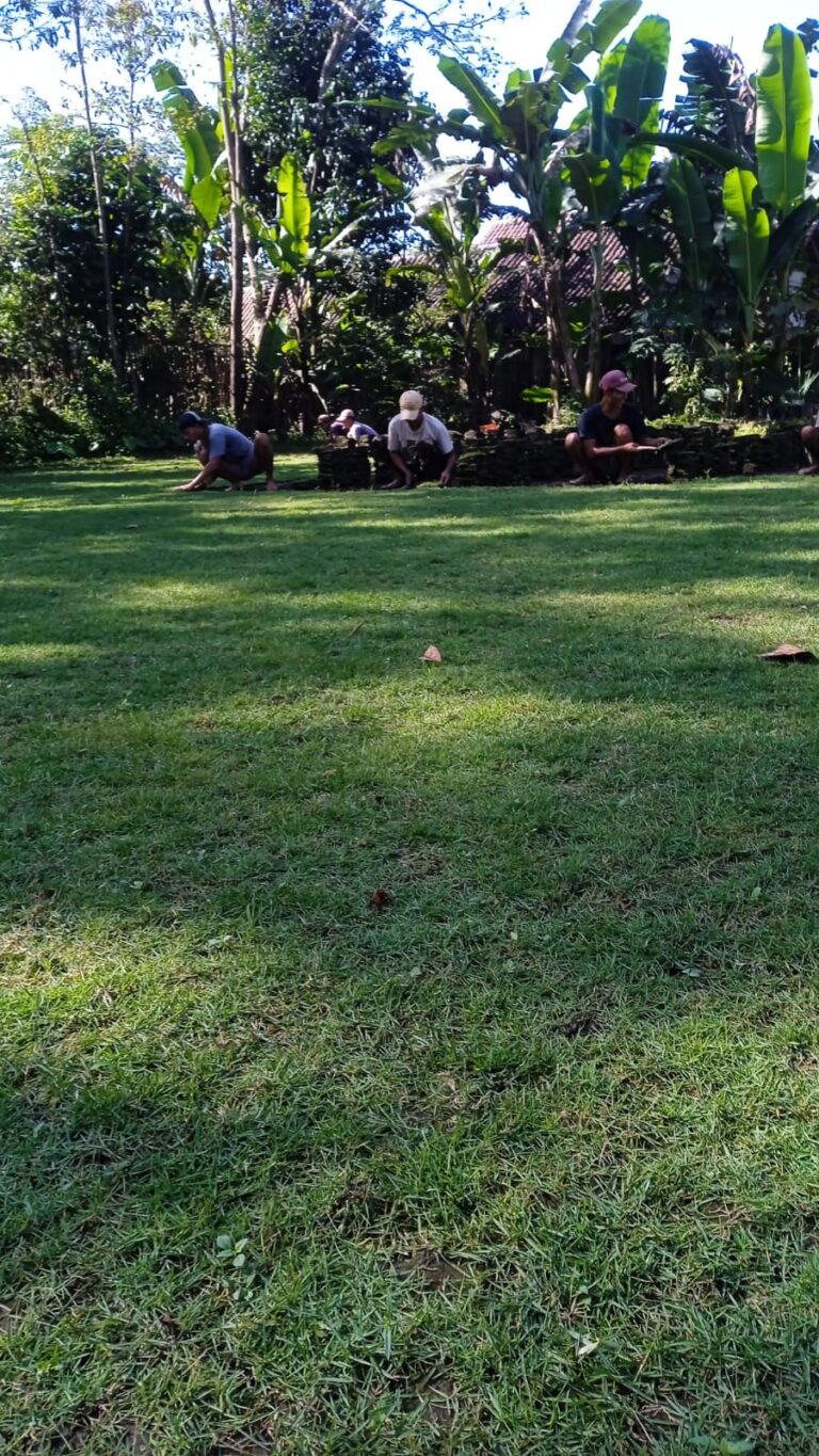 jual rumput zoysia matrella pemalang