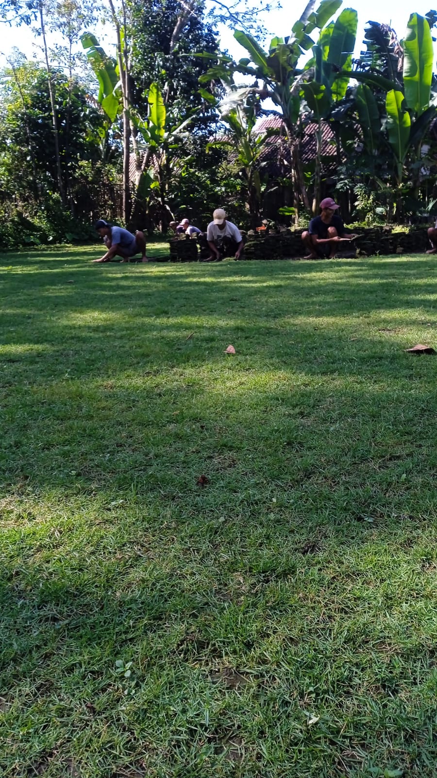 jual rumput zoysia matrella pemalang