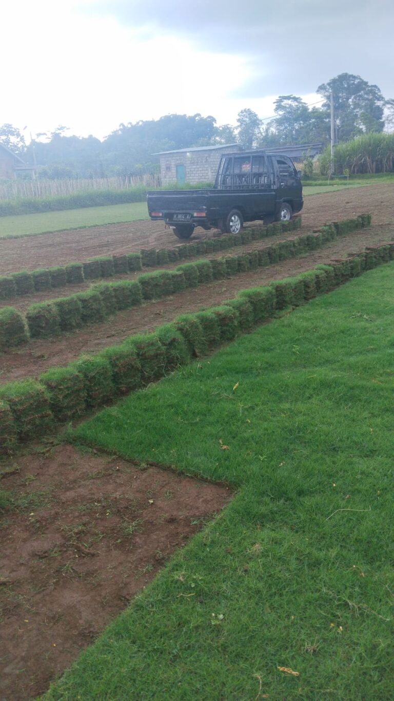 jual rumput zoysia matrella pekalongan
