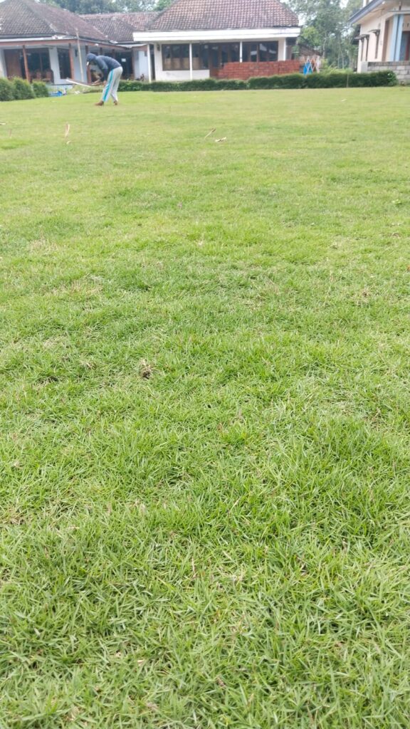 supplier rumput zoysia matrella pekalongan