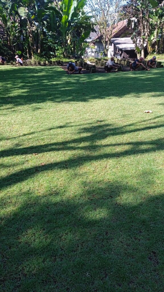 jual rumput zoysia matrella pekalongan