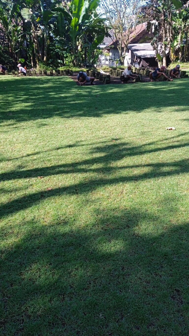 supplier rumput zoysia bojonegoro