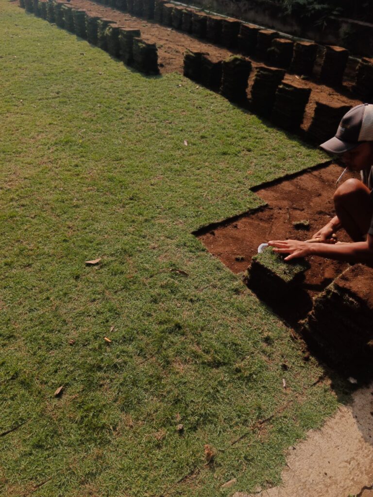 jual rumput zoysia pacitan