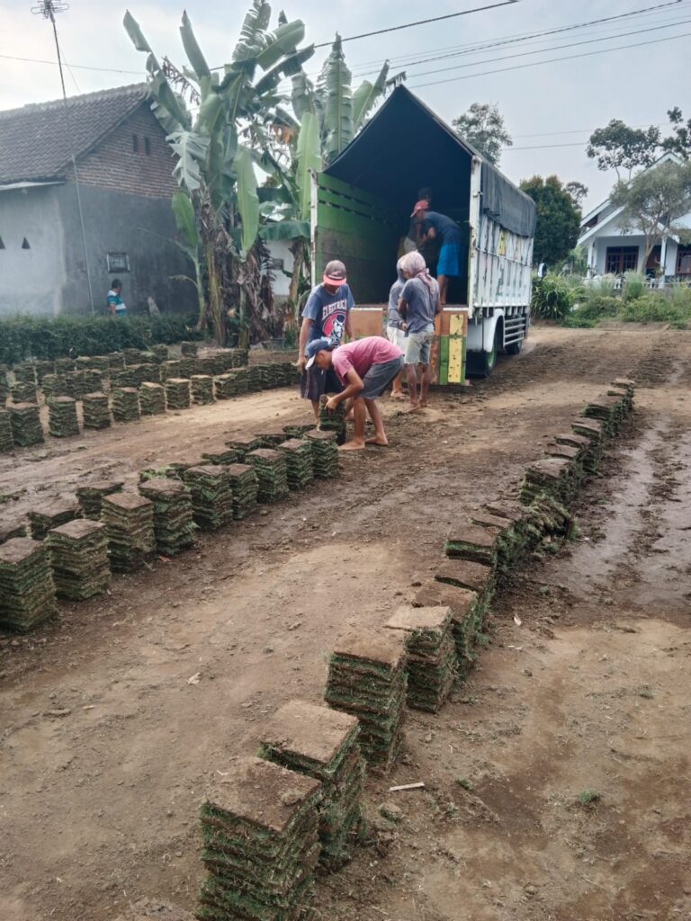 supplier rumput zoysia pacitan
