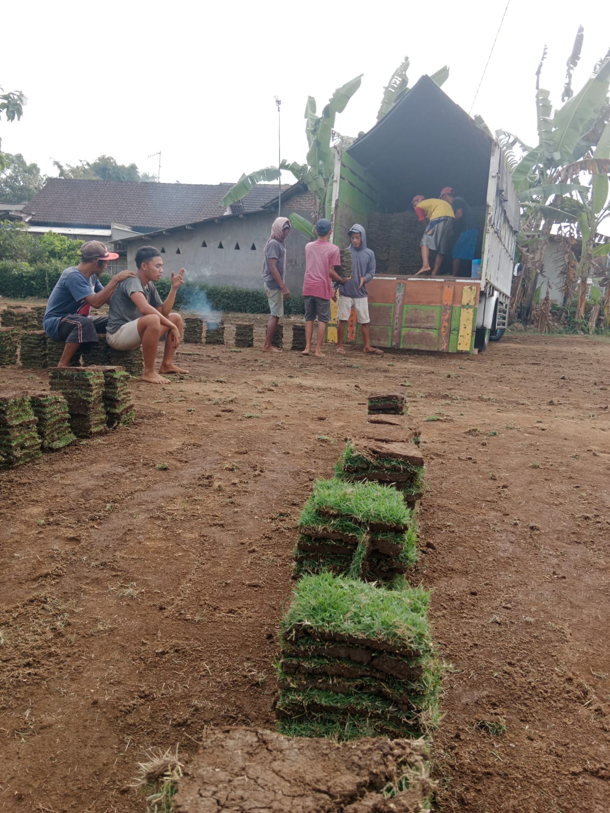 jual rumput zoysia ngawi