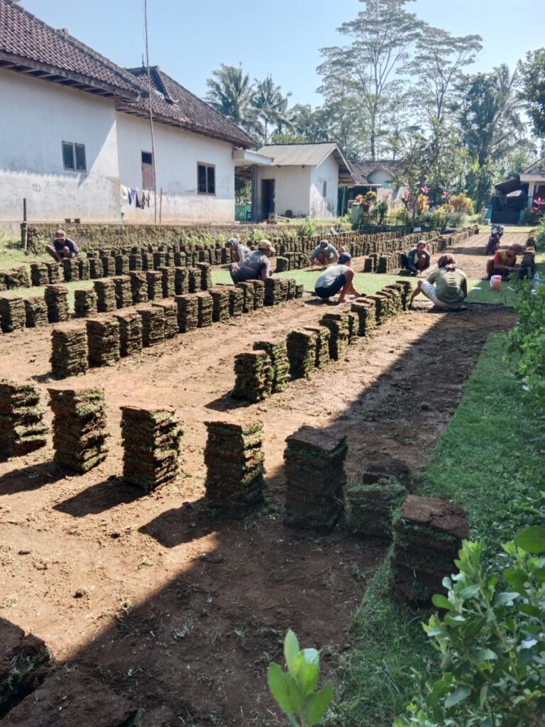 jual rumput zoysia matrella magetan