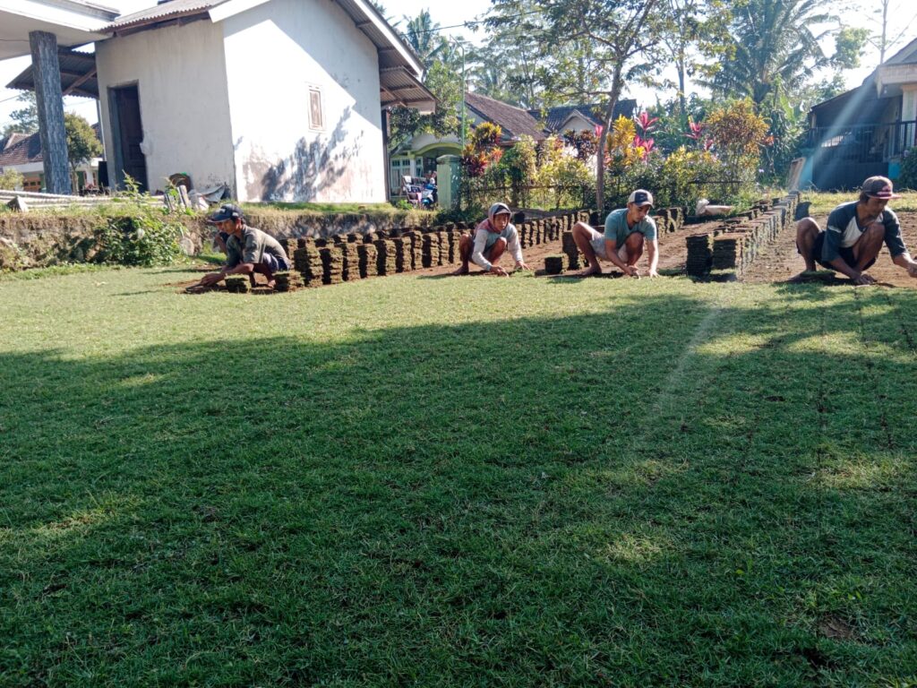 jual rumput zoysia matrella pacitan